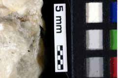 Foto (Detailansicht) von Goniodromites sp. (NHMW-GEO-1990-0041-0118)